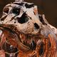 Illustration for article titled Fossil Poaching and the Black Market in Dinosaur Bones